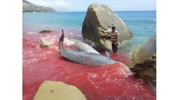 Τραγωδία με δελφίνια στις ακτές της νότιας Κρήτης foto-video