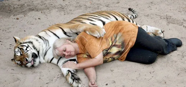 Οι εικόνες και το βίντεο μιλάνε από μόνα τους. Γυναίκα έχει στον κήπο της δύο τίγρεις της Βεγγάλης εδώ και 20 χρόνια!