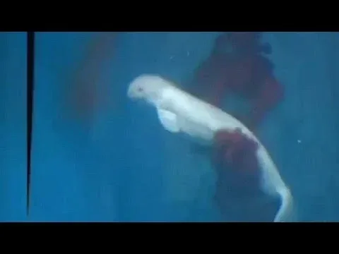 Ένα πραγματικά Σπάνιο βίντεο από τη στιγμή της γέννησης μιας φάλαινας
