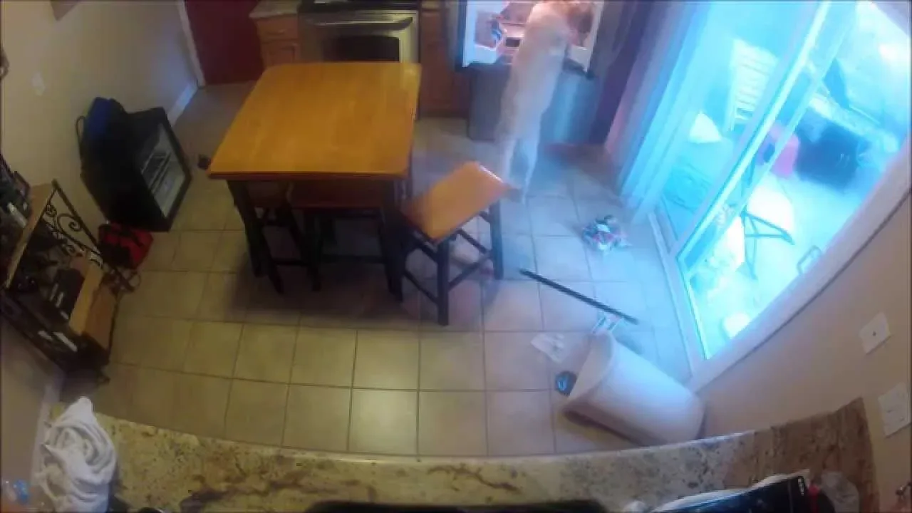 ΔΕΝ ΥΠΑΡΧΕΙ: Σκύλος πιάστηκε στα πράσα από κάμερα να κάνει επιδρομή… [Video]
