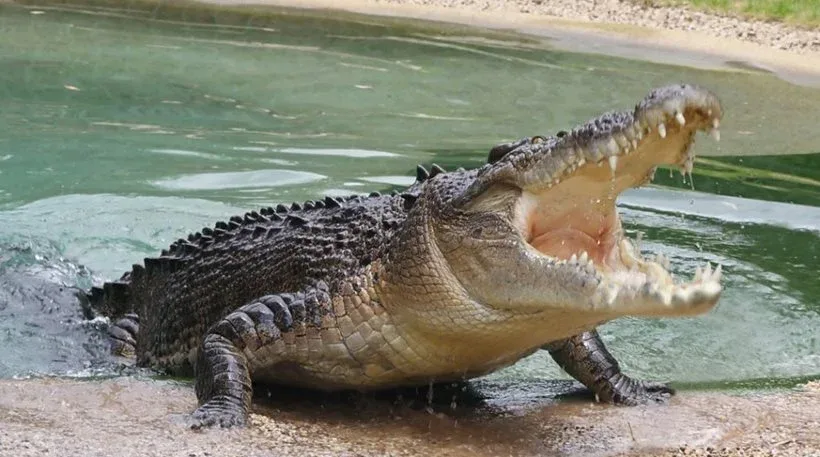 krokodilos