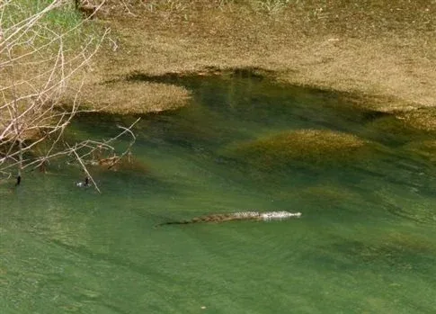 Νεκρός ο «Σήφης» ο κροκόδειλος – Επιχείρηση για την ανάσυρση του από τη λίμνη του φράγματος