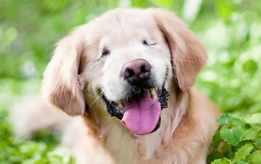 Αυτός ο σκύλος γεννήθηκε χωρίς μάτια, μοιάζει σαν να είναι μονίμως γελαστός και θα σας κλέψει την καρδιά (Photo)