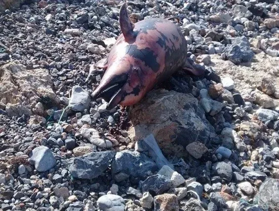 Νεκρό δελφίνι στην παραλία του Καρτερού