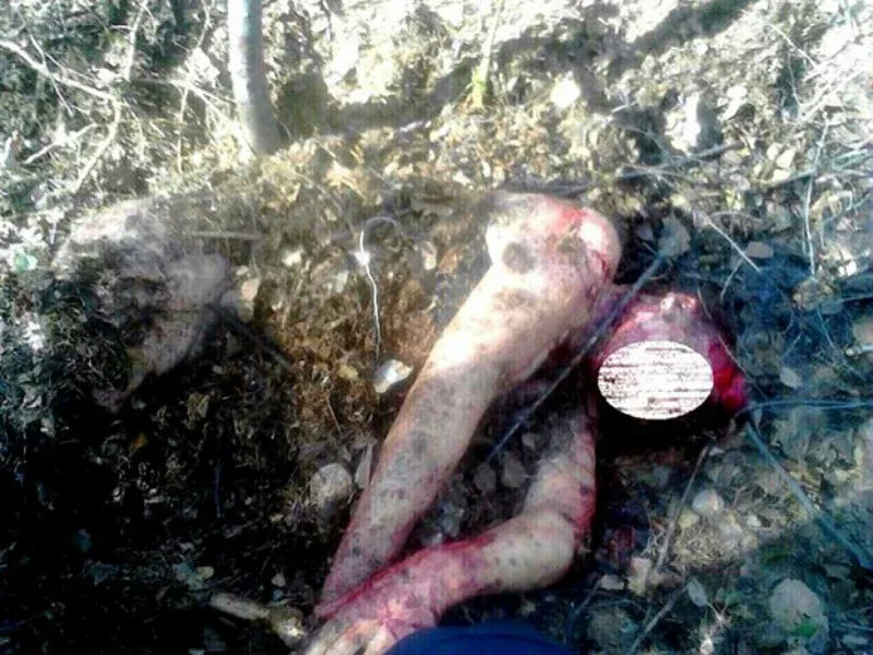 Σοκ: Αρκούδα επιτέθηκε σε 55χρονη και την έθαψε ζωντανή για να τη φάει αργότερα (Photos)