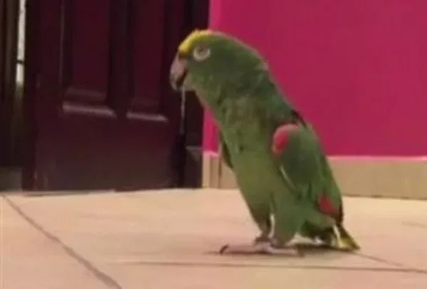 Αυτός ο παπαγάλος είναι πολύ…σατανικός! Δείτε γιατί (Video)