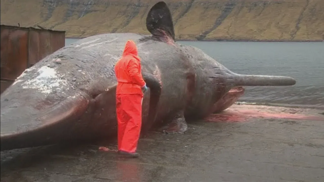 Σκάλιζε μια νεκρή φάλαινα και τότε έγινε μια απίστευτη έκρηξη μέσα από την φάλαινα! (Βίντεο)