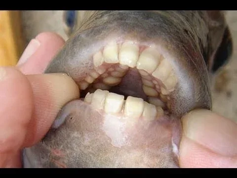 Σκορπά τρόμο: ψάρι με ανθρώπινα δόντια επιτίθεται σε κολυμβητές και τρώει τους όρχεις τους (Video)