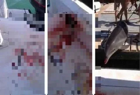 Δελφίνι πήδηξε μέσα σε βάρκα και έσπασε τα πόδια μιας γυναίκας! (Video ΣΚΛΗΡΕΣ ΕΙΚΟΝΕΣ)