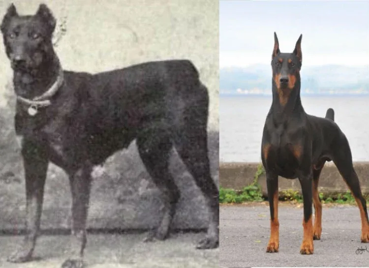 Ενδιαφέρουσες φωτογραφίες με σκυλιά για το πώς έχουν εξελιχθεί τα τελευταία 100 χρόνια.
