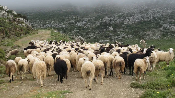 Τα χουν «πάρει» οι Αγρότες με τους κτηνοτρόφους στη Μεσαρά 254 μηνύσεις για ανεξέλεγκτη βόσκηση