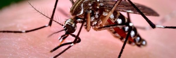 Οδηγίες του ΚΕΕΛΠΝΟ για τα συμπτώματα της νόσου  του ιού Ζίκα που βρίσκεται σε εξέλιξη σε πολλές Χώρες