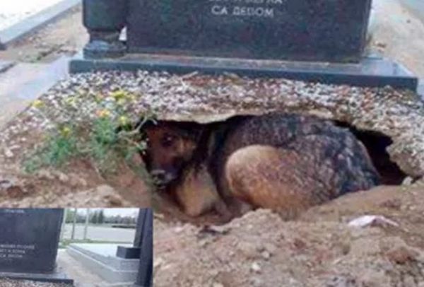 Θα δακρύσετε! Ο πιο πιστός σκύλος στον πλανήτη! Ζούσε σε λάκκο μέσα στο τάφο του αφεντικού του! (PHOTO)