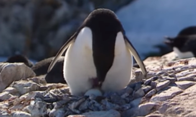 Παγόβουνο «σκότωσε» 150.000 πιγκουίνους