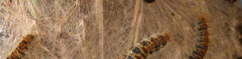 Σε κίνδυνο η Υγεία των Ηρακλειωτών που ζουν κοντά σε πεύκα από τις… δηλητηριώδεις κάμπιες (pics)