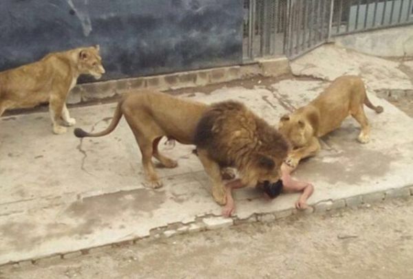 Δεν είμαστε με τα καλά μας: Πήδηξε γυμνός στο κλουβί με τα λιοντάρια για να τον φάνε! (ΠΡΟΣΟΧΗ ΣΚΛΗΡΕΣ ΕΙΚΟΝΕΣ)