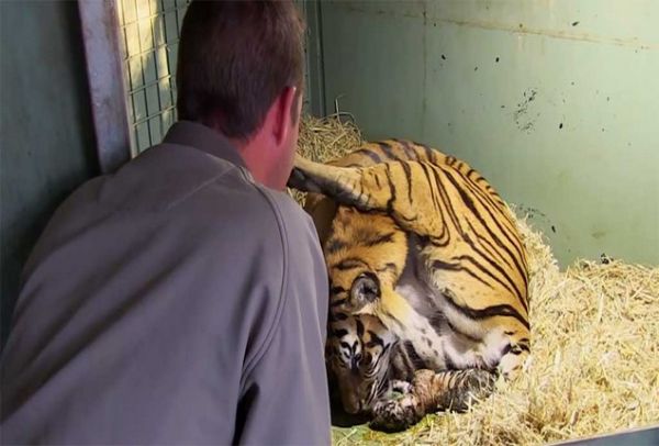 Μια τίγρης γεννάει αλλά μόλις οι φροντιστές βλέπουν κάτω από τα πόδια της τα χάνουν (VIDEO)