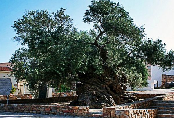 Μια υπεραιωνόβια ελιά από την Κρήτη έκανε όλο τον πλανήτη να ασχοληθεί μαζί της! Τι έκανε η NASA; (PHOTO)