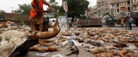 Τι κάνατε ρε κτήνη; Δηλητηρίασαν χιλιάδες αδέσποτα σκυλιά στο Πακιστάν! (ΠΟΛΥ ΣΚΛΗΡΕΣ ΕΙΚΟΝΕΣ)