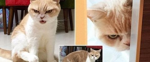 Catwoman, εσύ;;; Γάτα επιτέθηκε σε 7 πίτμπουλ και έστειλε τον ιδιοκτήτη τους στο νοσοκομείο (PHOTOS & VIDEO)