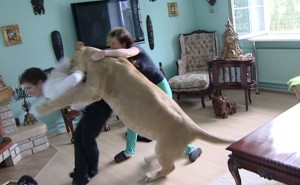 ΣΟΚ:Λιοντάρι τον έφαγε μπροστά στην μάνα του![Video]