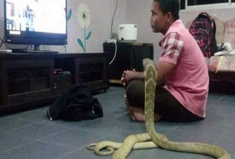 Δεν πάμε καλά: Παντρεύτηκε φίδι γιατί του θυμίζει τη νεκρή σύντροφό του! (Photos)