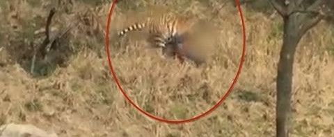 Τραγικό: Τίγρης κατασπάραξε άνδρα μπροστά στην γυναίκα του και τα παιδιά του! Βίντεο – σοκ (video)