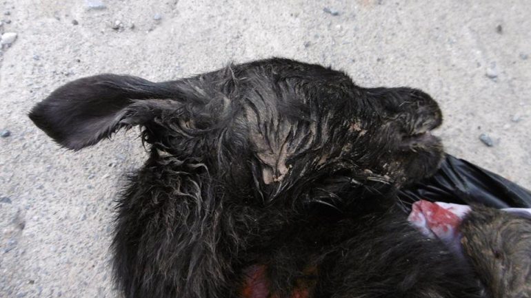 Προσοχή πολύ σκληρές εικόνες από ζώο … κακοποιημένο μέχρι θανάτου