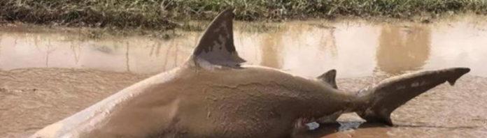 Απίστευτο: Ο τυφώνας Ντέμπι έβγαλε τους καρχαρίες στους… δρόμους της Αυστραλίας