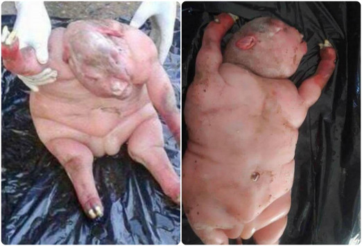 Δεισιδαιμονία και τρόμος! “Πρόβατο γέννησε μισό άνθρωπο μισό… κάτι άλλο”! Σοκαριστικές εικόνες