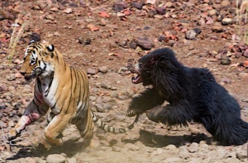 Μάχες στην άγρια φύση: Σοκαριστική μονομαχία τίγρης με αρκούδα! (video)