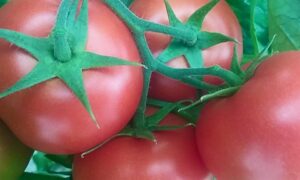 tomates13