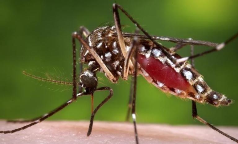 Πέντε νεκροί από τα κουνούπια – Τα συμπτώματα του ιού – Τι να προσέξετε