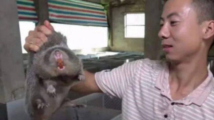 Ζωντανές νυχτερίδες, ποντίκια, κόμπρες: Η αποκρουστική αγορά που «γέννησε» τον πιο φονικό ιό στον κόσμο