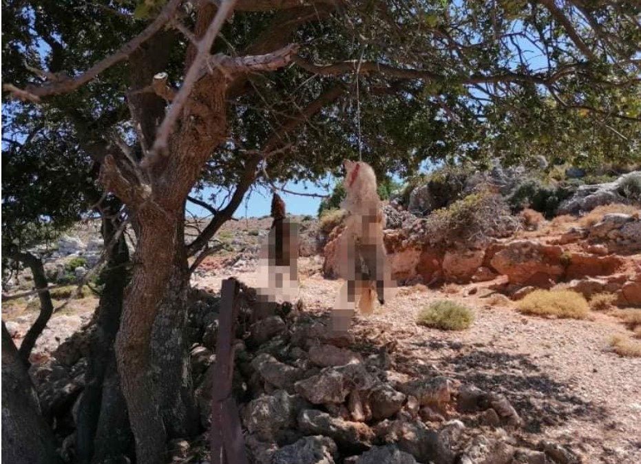 Απίστευτη κτηνωδία στην Κρήτη: Εικόνες που σοκάρουν με κρεμασμένα σκυλιά – ΠΡΟΣΟΧΗ σκληρό υλικό – (pics)