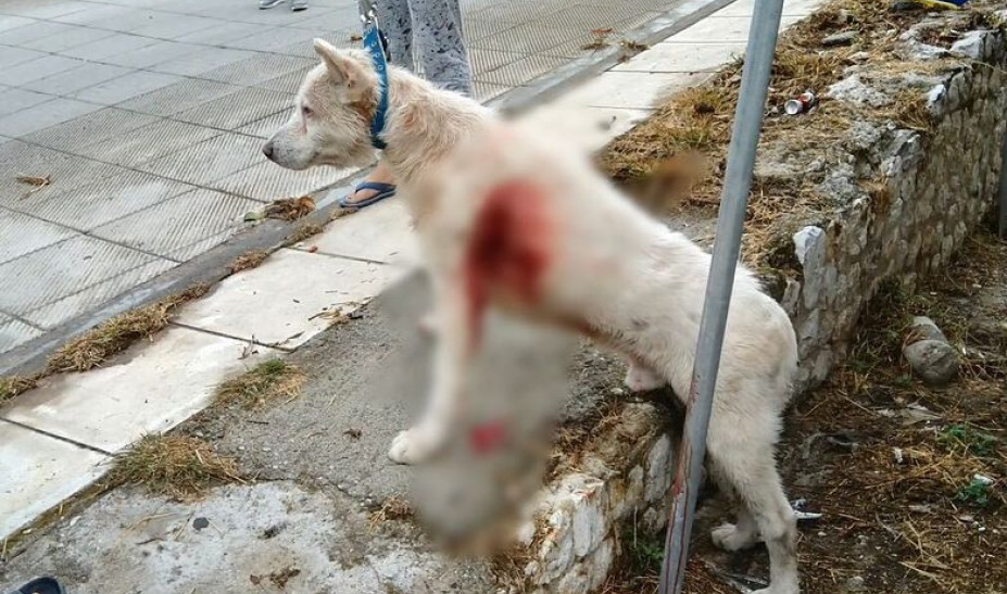 Νέα κτηνωδία: Καθηγητής μαχαίρωσε σκύλο στη μέση του δρόμου