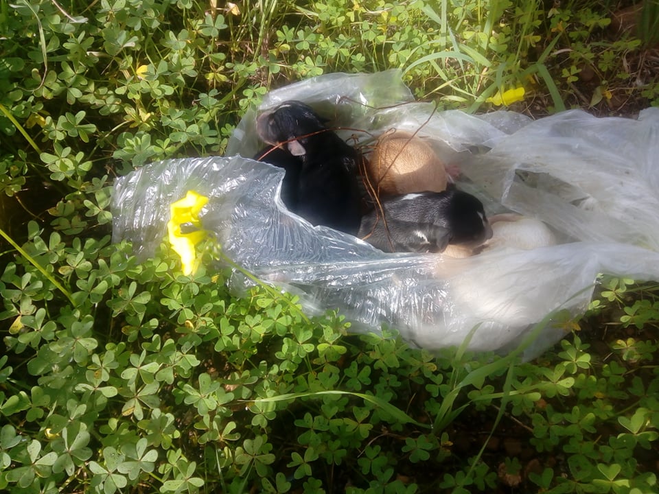 Εγκληματικό: Εγκατέλειψαν σε πλαστική σακούλα νεογέννητα κουταβάκια-εικόνες