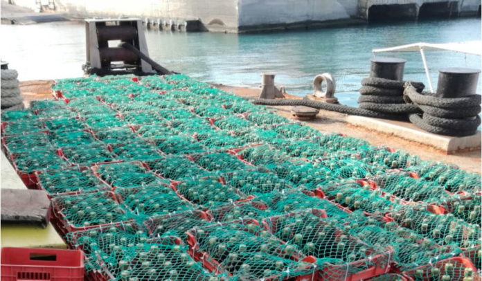 Κρήτη: Έβαλαν 5.000 μπουκάλια κρασί στον βυθό της θάλασσας για να το παλαιώσουν