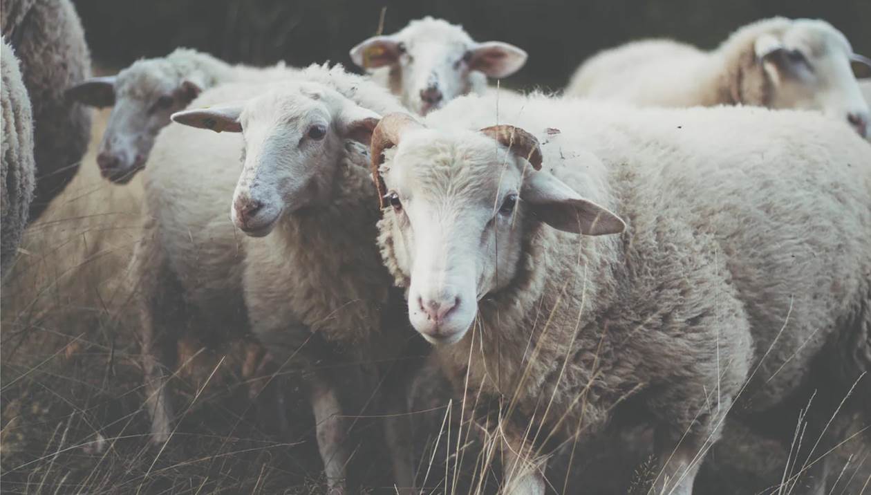 Φρίκη: Κακοποιούσε σεξουαλικά τα πρόβατα μέσα στη μάντρα