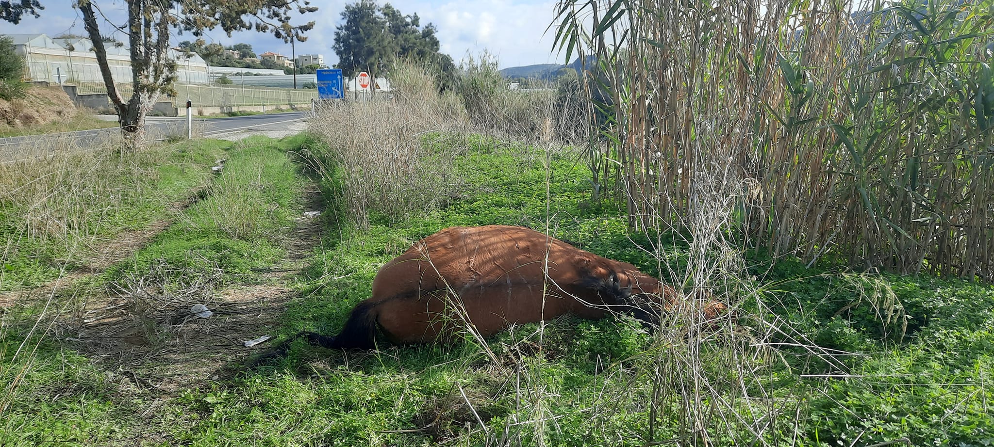 Τραγική σύγκρουση μιας Άλφα Ρομέο με άλογο στο δρόμο Τυμπακίου-Μοιρών – Εικόνες