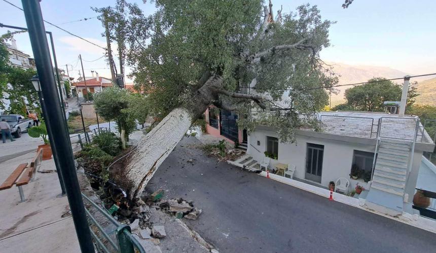 Αναστάτωση στον Μέρωνα Αμαρίου από την πτώση μεγάλου δέντρου μέσα στο χωριό