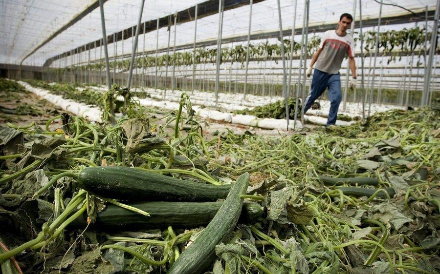Intelligent Green: Η Ελλάδα έχει μείνει 20 χρόνια πίσω στη θερμοκηπιακή γεωργία