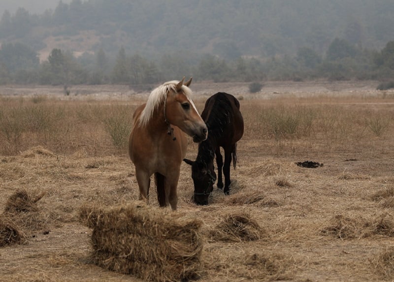 Φρίκη στην Σαμαρίνα Γρεβενών: Άγνωστοι σκότωσαν και τεμάχισαν πέντε άλογα