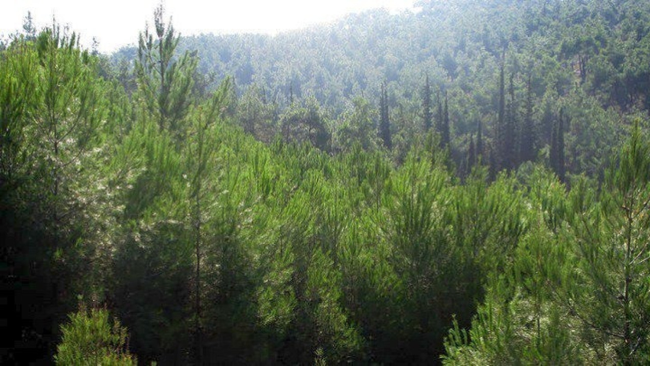 Αυξημένος ο κίνδυνος δασικών πυρκαγιών από σήμερα μέχρι και την Παρασκευή