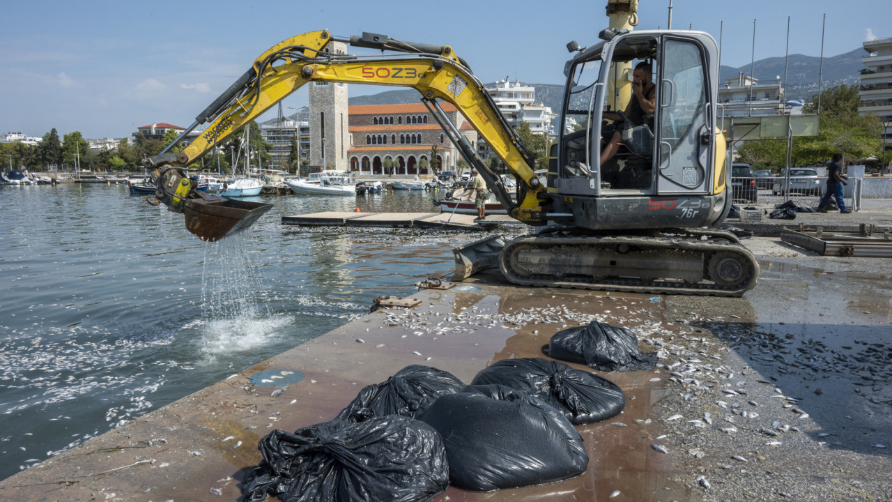 Βόλος: Ξεκίνησε ο καθαρισμός της θάλασσας από τα νεκρά ψάρια