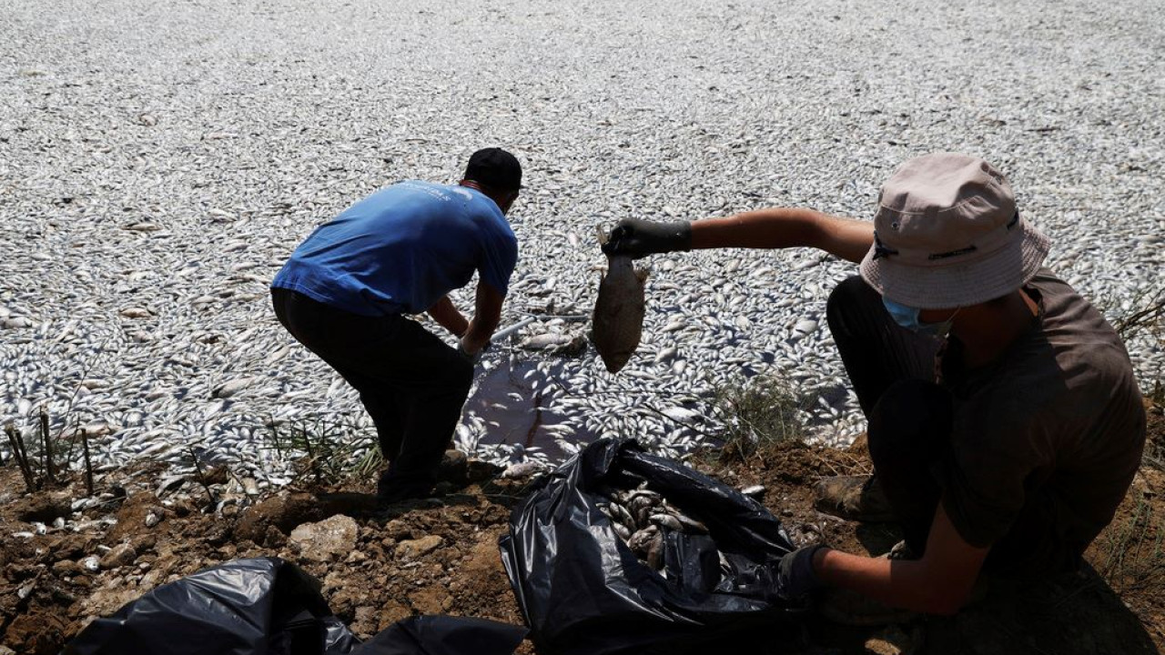 Παγασητικός: Τα 4 μέτρα στήριξης των επιχειρήσεων λόγω του φαινομένου με τα νεκρά ψάρια