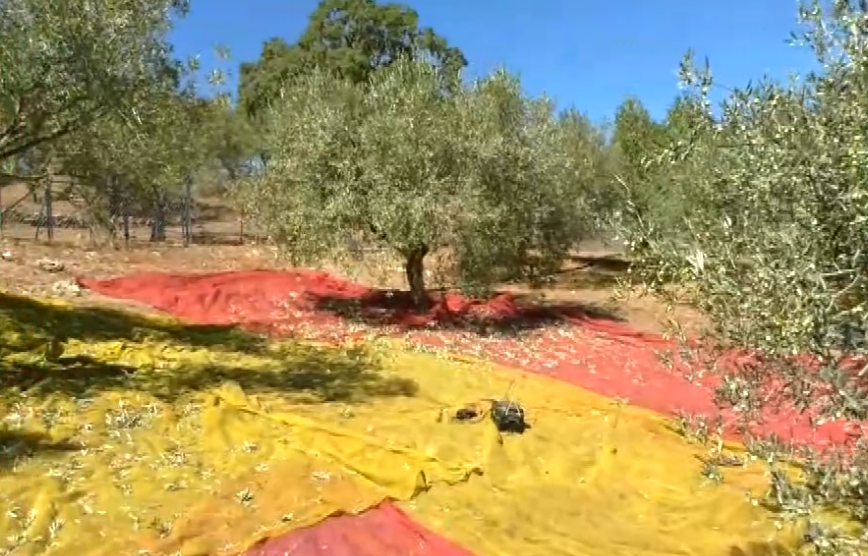 Κώμη Λέσβου: Έλλειψη εργατικών χεριών για τη συγκομιδή της ελιάς