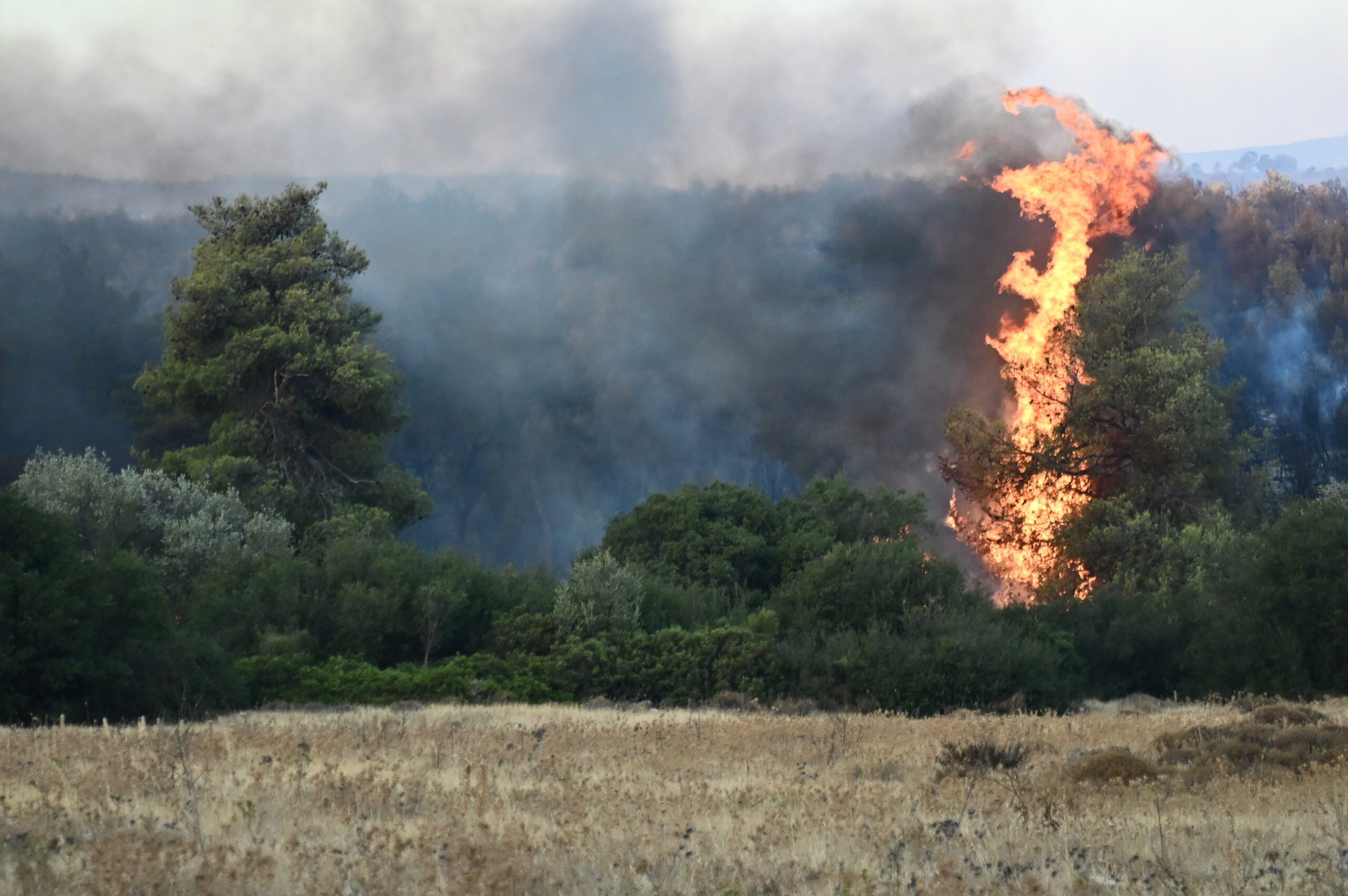 Καβάλα: Ελεγχόμενη η πυρκαγιά στο Παγγαίο – Επιχειρούν και σήμερα εναέρια μέσα