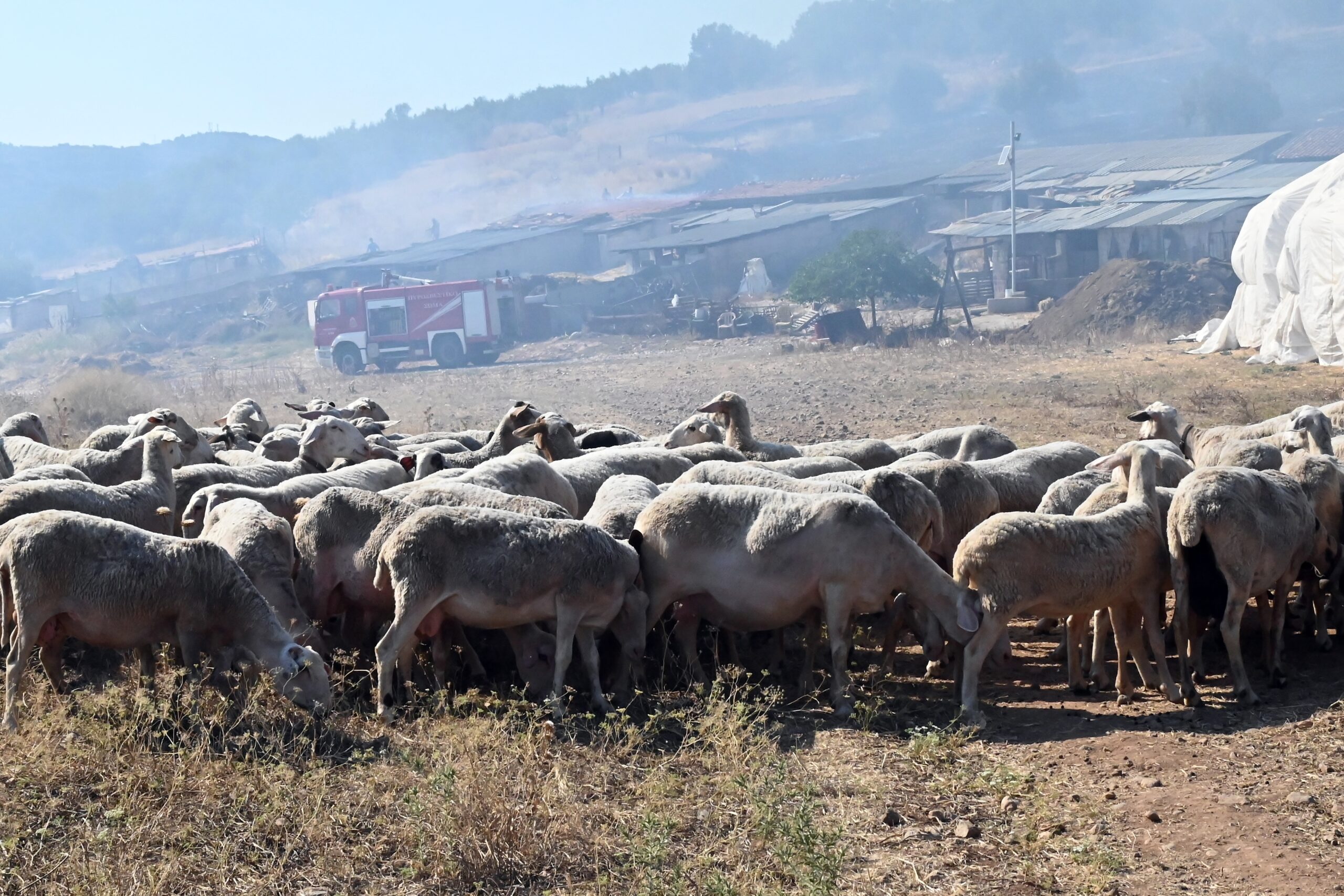 Δεύτερο κρούσμα ευλογιάς στη Μαγνησία – Συνεχίζονται οι έλεγχοι