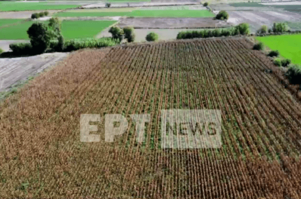 Φωτογραφικά ντοκουμέντα ΕΡΤNews: Νέο «δάσος» από χασισόδεντρα στην Κωπαΐδα Βοιωτίας